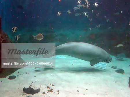 Manatee and fish swimming under water