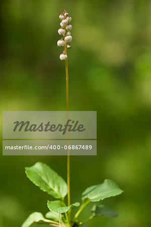 little white flower (Pyrola rotundifolia) in forest
