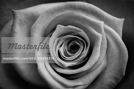 Blooming rose in black and white