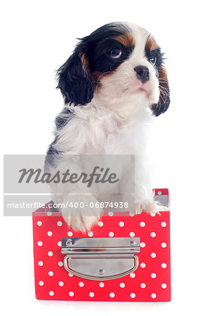 young tricolor cavalier king charles in front of white background