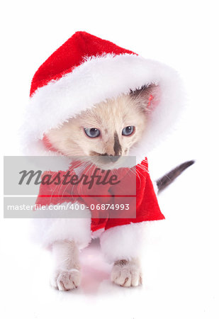 beautiful purebred siamese kitten dressed in front of white background