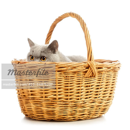 blue british shorthair cat in basket, isolated on white