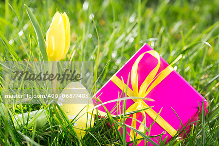 Pink gift box with easter egg and yellow tulip in the grass in the sunshine