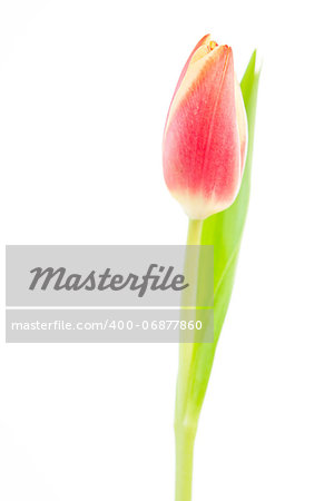 One tulip on a white background