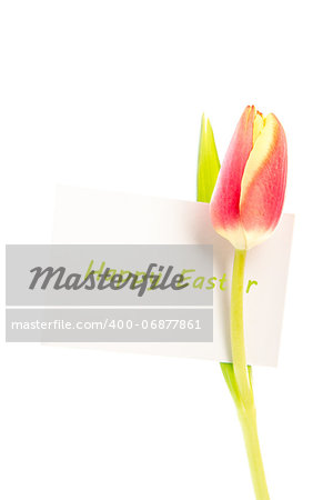 A tulip with a happy easter card on a white background