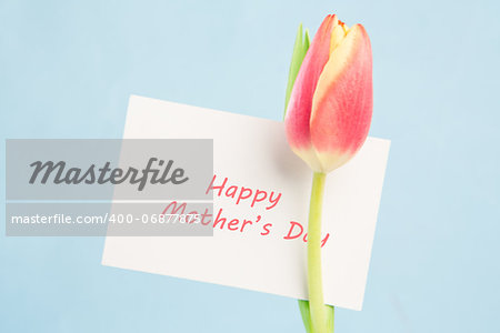 A beautiful tulip with a happy mothers day card on a blue background