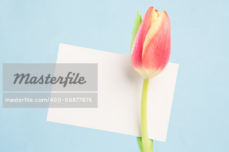 A beautiful tulip with a blank card on a light blue background