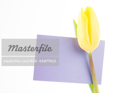 Close up of a yellow tulip with a mauve and blank card on a white background