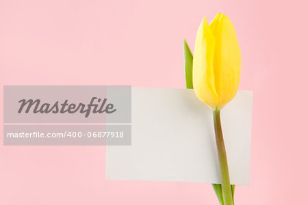 Yellow tulip with an empty card on a pink background