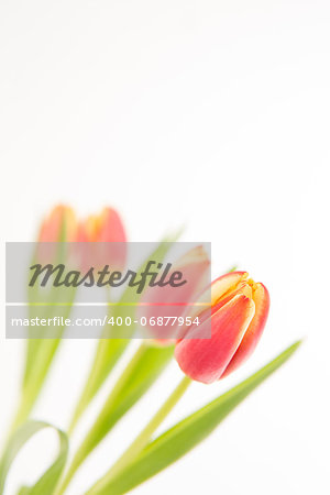 Four tulips in line on a white background close up