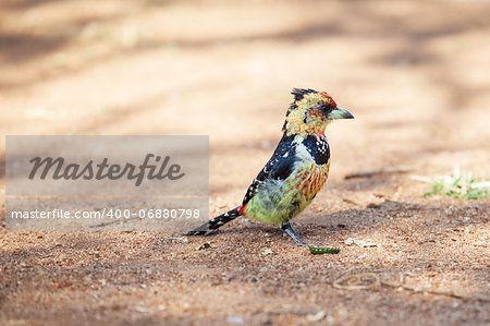 Beautiful crested barbet scavenging for food on the ground