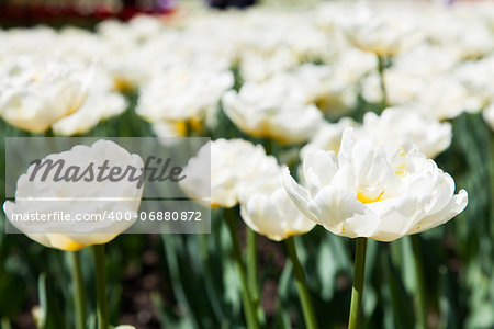 Villa Taranto - Italy. Famous Italian garden with a dedicated area for tulips cultivation. Casablanca tulip.