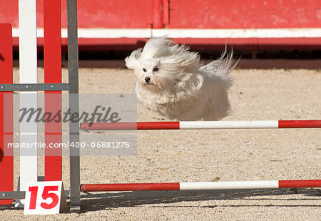 beautiful purebred maltese dog  jumping in a competition of agility