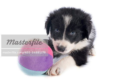 portrait of puppy border collie in front of white background