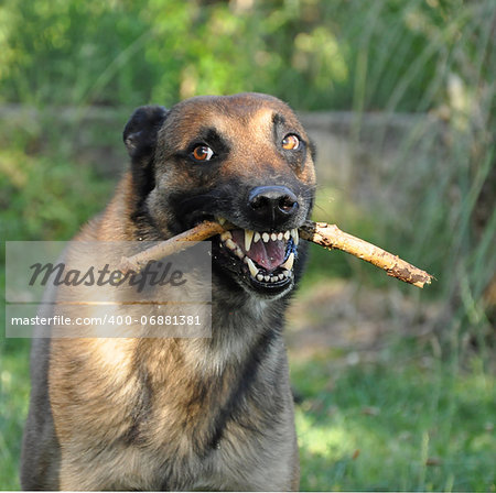 picture of a purebred angry belgian sheepdog malinois