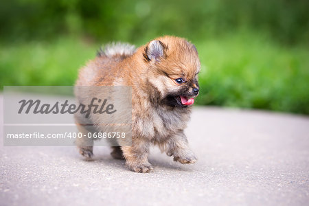 Small Pomeranian puppy walking on the asphalt road