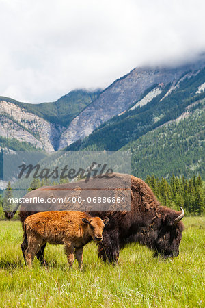 American Bison (Bison Bison) or Buffalo mother and calf eating grass in a field