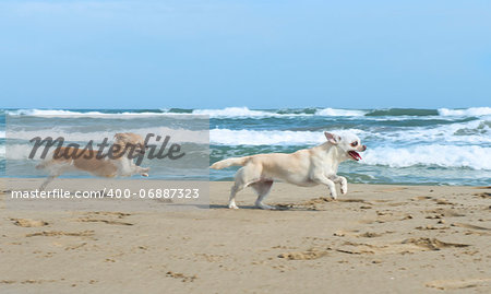 portrait of a cute purebred  chihuahuas on the beach