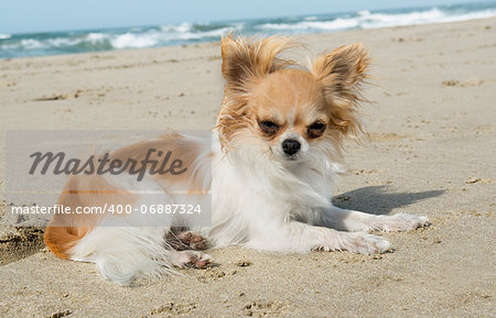 portrait of a cute purebred  chihuahua on the beach