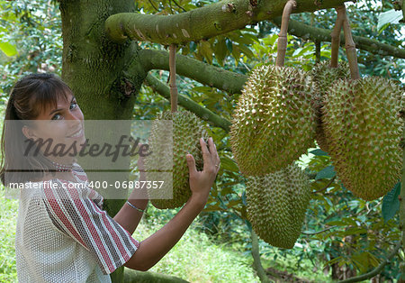 Young woman has hold of a durian in her hands. This is a durian plantation, Thailand.