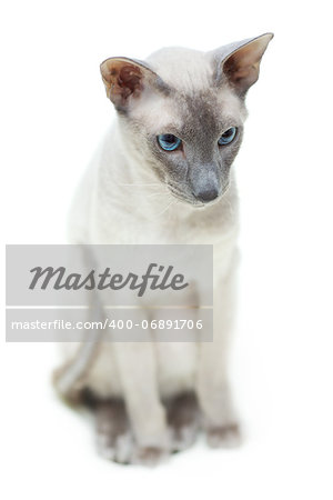 cute hairless oriental cat sitting on floor, peterbald