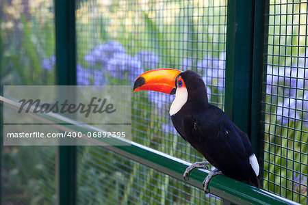 beautiful toucan on the fence