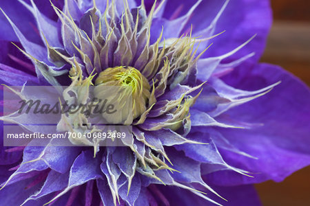 Close-up of blooming Clematis Multi Blue