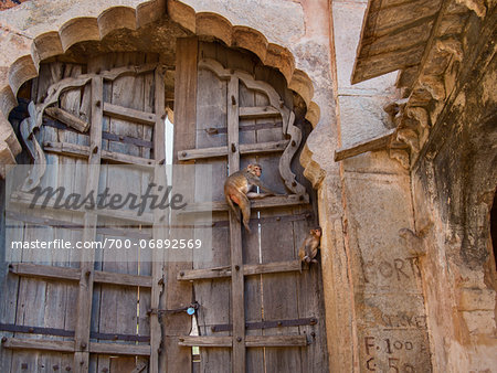 Rhesus macaque monkeys guarding door of old Taragarh fort, Bundi, India