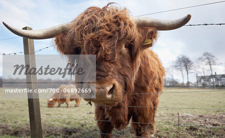 Highland cattle in field, Scotland