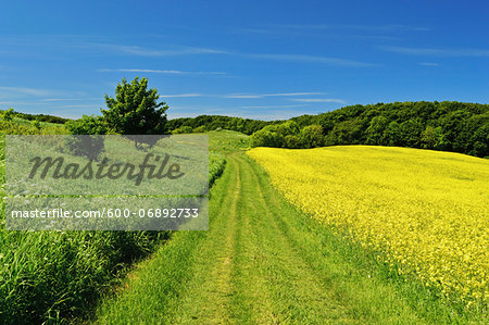 Rural Scene in Spring, Jasmund National Park, Ruegen Island, Mecklenburg-Vorpommern, Germany