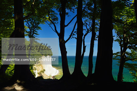 Chalk Cliffs and Silhouetted Tree Trunks, Jasmund National Park, Ruegen Island, Mecklenburg-Vorpommern, Germany