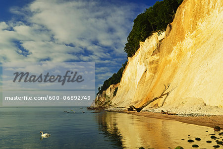 Swan at Chalk Cliffs, Jasmund National Park, Ruegen Island, Mecklenburg-Vorpommern, Germany