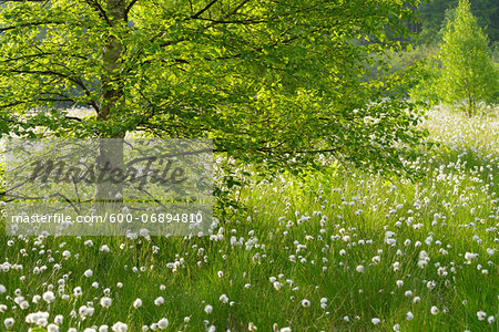 Black Moor, UNESCO Biosphere Reserve, Rhon Mountains, Bavaria, Germany