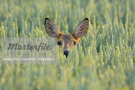 Portrait of Roe Deer (Capreolus capreolus) Doe in Grain Field, Hesse, Germany