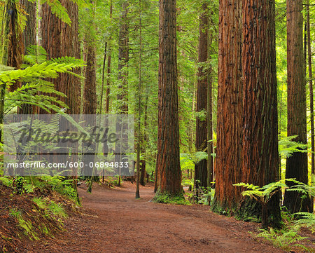 Path through Whakarewarewa Forest with Redwood Trees, near Rotorua, Bay of Plenty, North Island, New Zealand