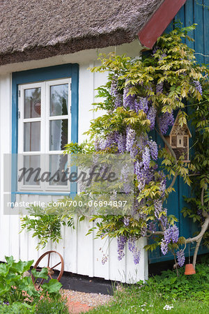 Wisteria on a wooden house wall in Born, Fischland-Darss-Zingst, Coast of the Baltic Sea, Mecklenburg-Western Pomerania, Germany, Europe