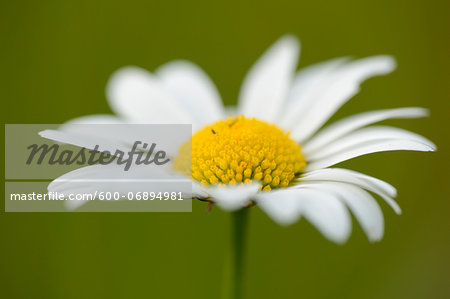 Close-up of Oxeye Daisy (Leucanthemum vulgare) Blossom in Meadow in Spring, Bavaria, Germany