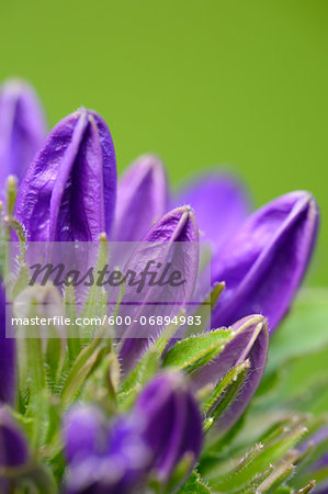 Close-up of Milky Bellflower (Campanula lactiflora) Blossom in Garden in Spring, Bavaria, Germany