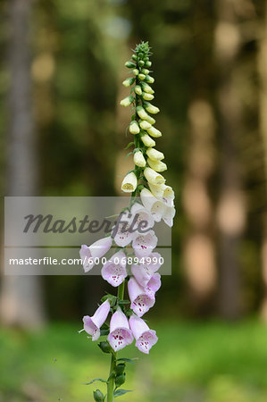 Close-up of Common Foxglove (Digitalis purpurea) Blossoms in Forest in Spring, Bavaria, Germany