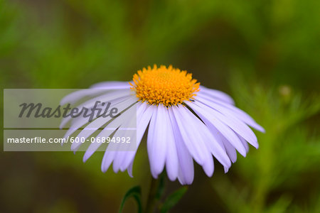 Close-up of European Michaelmas Daisy (Aster amellus) Blossom in Garden in Spring, Bavaria, Germany