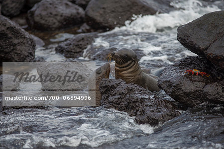 Two sea lions and crab in rocky ocean near shore in Galapagos Islands