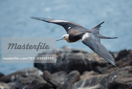 young frigate bird flying over rocks in Galapagos Islands young frigate bird flying over rocks in Galapagos Islands