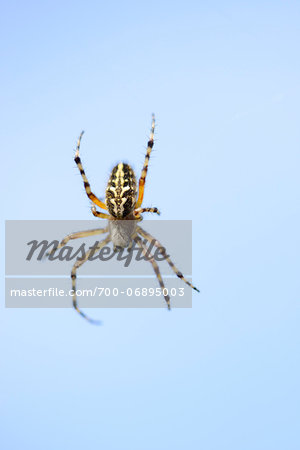 Close-up of an oak spider (Aculepeira ceropegia) against blue sky, Bavaria, Germany