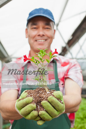 Mature man holding plant in soil in garden centre, portrait