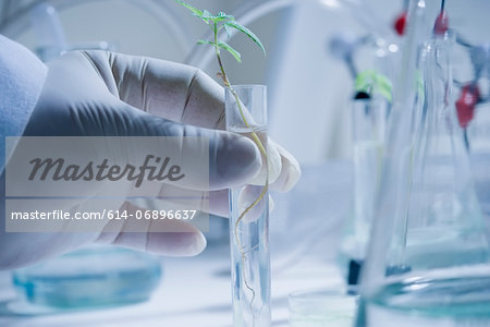 Scientist holding test tube with seedling