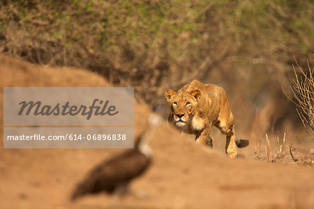 Lioness stalking bird, Mana Pools National Park, Zimbabwe, Africa