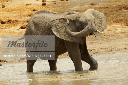 Elephant bathing, Mana Pools National Park, Zimbabwe, Africa