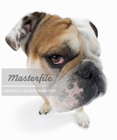 Studio portrait of english bulldog looking suspiciously