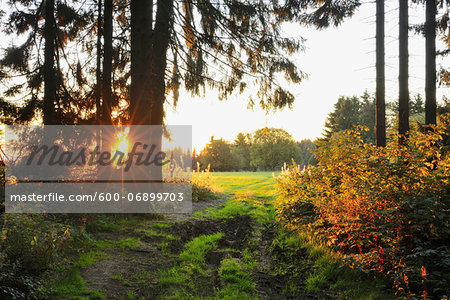 Forest Path with Morning Sunlight, Fladungen, Rhon Mountains, Bavaria, Germany