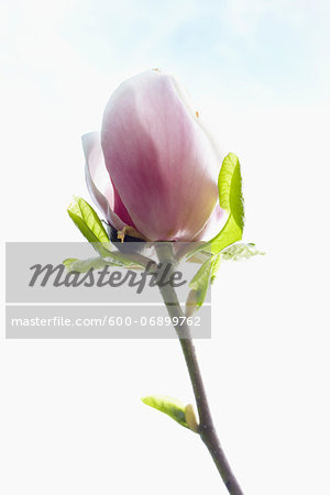 Close-up of flowering magnolia tree, Germany
